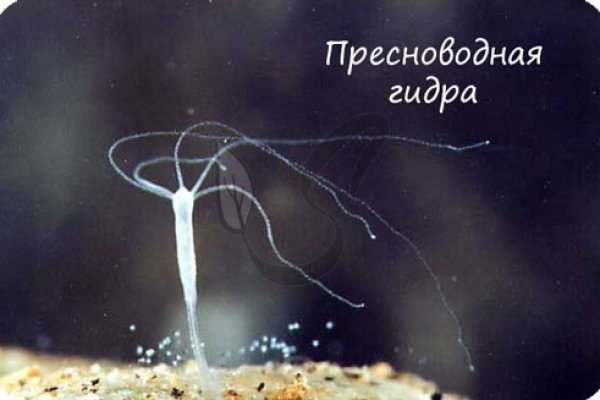 Кракен даркнет купить